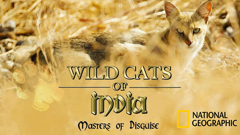 WildcatsofIndia1