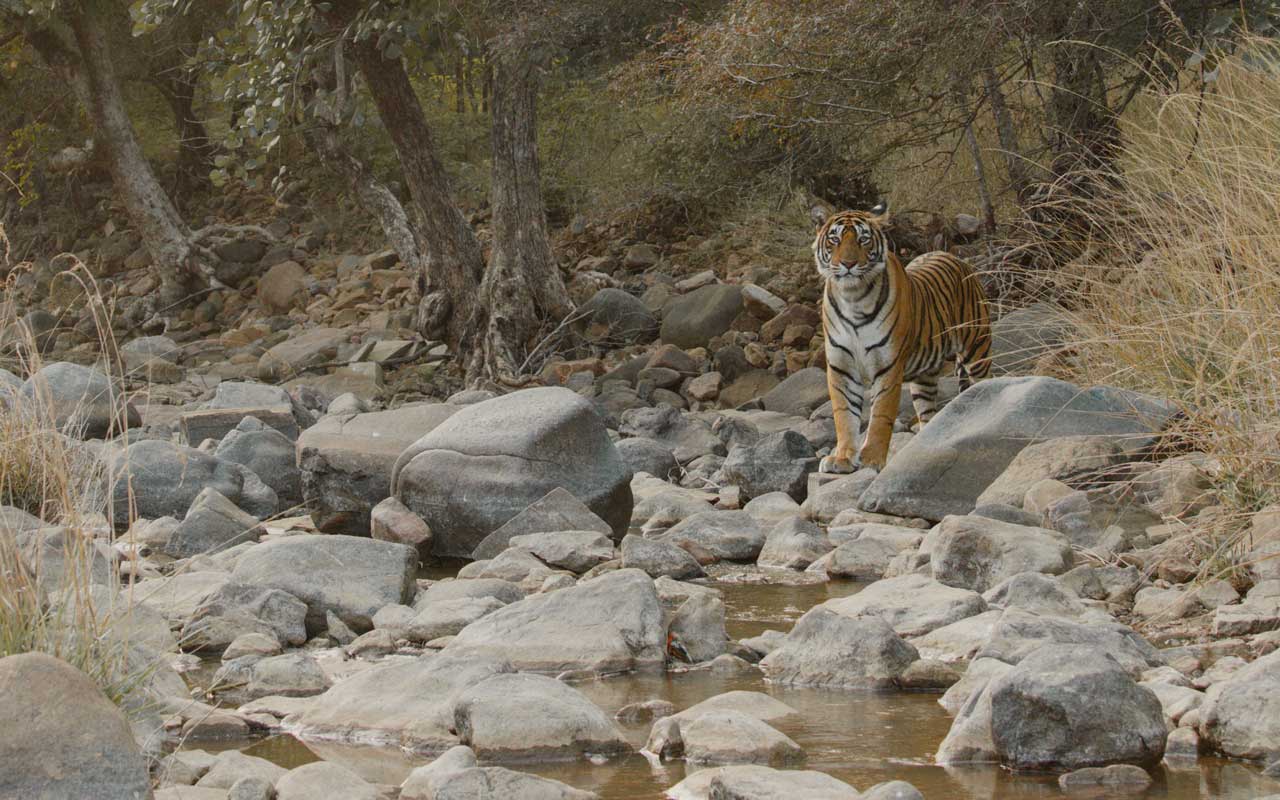 Tiger_Ranthambhore